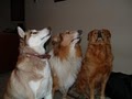 Eureka Canine Behavior Specialists image 2
