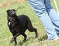 Eureka Canine Behavior Specialists image 3