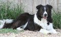 Eureka Canine Behavior Specialists image 5