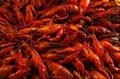 Floyd's Cajun Seafood image 2