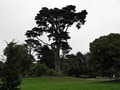 Golden Gate Park image 6