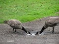 Golden Gate Park image 7