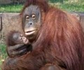 Greenville Zoo image 3