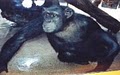 Henry Vilas Zoo image 2