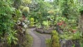 Hilo Tropical Gardens image 1