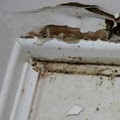 Hopewell Mold Removal image 1