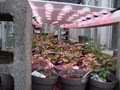 IaGG- LED Grow Lights Plus image 5