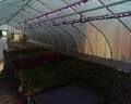 IaGG- LED Grow Lights Plus image 6