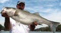 Lake Lanier Striper & Bass Fishing Guide Service image 1