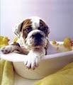 Luxury Pet Services image 2