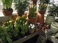 Michler Florist & Greenhouses image 3