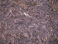 Mulch Guy Bark image 6