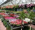 Nick's Garden Center & Farm Market image 6