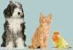 No Fret Pet Care Service image 1