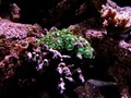 OCReef.com - Online Aquarium Supplies Web Store image 9