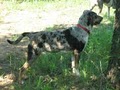 Pine Gulch Catahoulas image 3