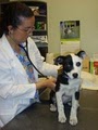 Prescott Valley Pet Clinic image 2