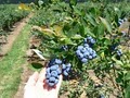 Redland Blueberries image 1