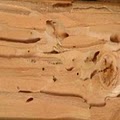Richmond Termite & Pest Control - Termites image 2