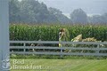 Rose Garden Bed and Breakfast image 4