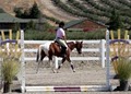 Sacred Cross Sport Horses logo