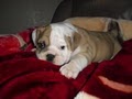 Sanchez Bullies    English Bulldog Puppies image 2