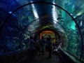 Shark Reef At Mandalay Bay image 5
