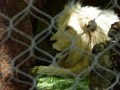 Siegfried & Roy Secret Garden image 2