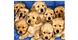 Statewide Pets logo