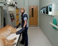 Stoney Creek Animal Hospital image 9