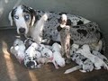 TEXAS CATAHOULAS image 2