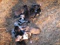 TEXAS CATAHOULAS image 3