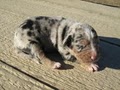 TEXAS CATAHOULAS image 4