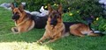 Von der Otto German Shepherds image 2