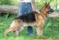 Von der Otto German Shepherds image 4