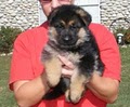 Von der Otto German Shepherds image 5