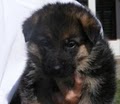 Von der Otto German Shepherds image 6