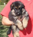 Von der Otto German Shepherds image 9