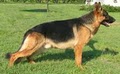Von der Otto German Shepherds image 10