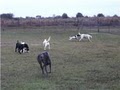 Waggin Tails Pet Ranch image 1