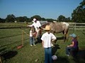 Wandell Equestrian Training image 6