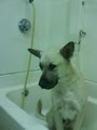 amys pup in the tub II image 8