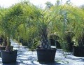 Agri Pindo Palm Nursery image 2