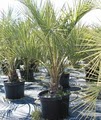 Agri Pindo Palm Nursery image 1