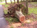 All Stump Removal image 1