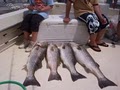 Angler Sportfishing Charters image 8