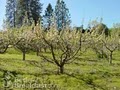 Apple Blossom Inn Yosemite image 4