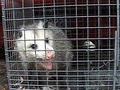 CHEROKEE WILDLIFE ANIMAL CONTROL-removal-squirrel-raccoon-bat-skunks-attic image 2