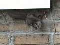 CHEROKEE WILDLIFE ANIMAL CONTROL-removal-squirrel-raccoon-bat-skunks-attic image 5