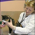 Cats Exclusive Veterinary Center image 10